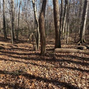 Photo #14 of 3131 Zz Huffine Mill, Gibsonville, NC 29.4 acres