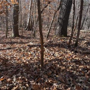 Photo #18 of 3131 Zz Huffine Mill, Gibsonville, NC 29.4 acres