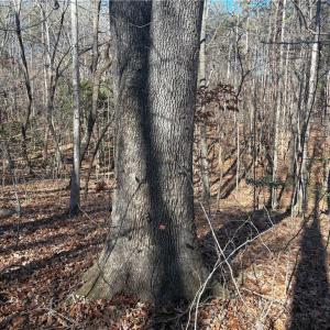 Photo #11 of 3131 Zz Huffine Mill, Gibsonville, NC 29.4 acres