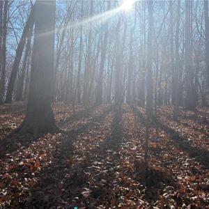 Photo #25 of 3131 Zz Huffine Mill, Gibsonville, NC 29.4 acres