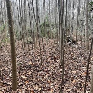 Photo #6 of Dover Church, Seagrove, NC 29.2 acres