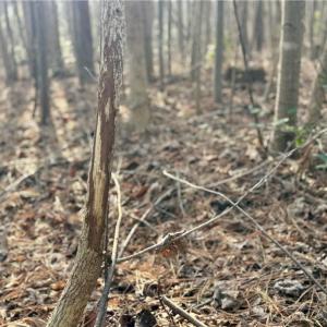 many buck rubs and scrapes were noted on the property.