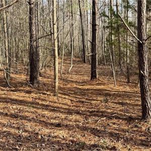 nice cover for wildlife and many deer trails cut through the property