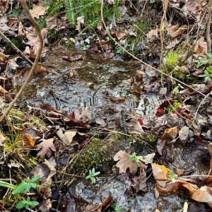spring on property was bubbling out of the ground
