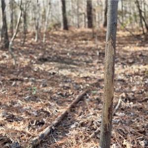 many buck rubs and scrapes were noted on the property