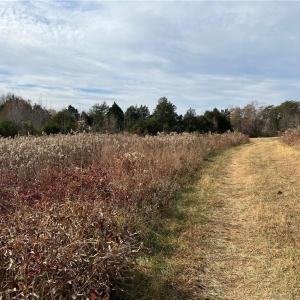 Cleared Portion of Property (3)