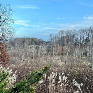 205 Horseshoe bend views