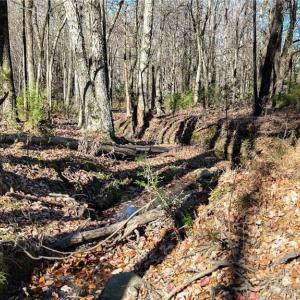 Photo #6 of 6436 Beulah Church, Liberty, NC 30.4 acres