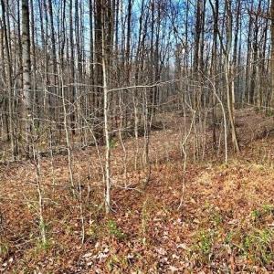Photo #7 of Gravitte, Roxboro, NC 1.3 acres