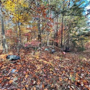 Photo #19 of 1928 Frye, Westfield, NC 77.0 acres