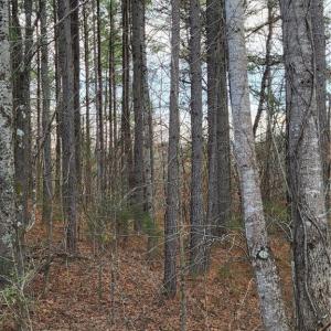 Top of the hill in the Loblolly pine