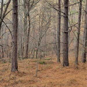 Photo #15 of 1671 Bowen, Pinnacle, NC 11.1 acres