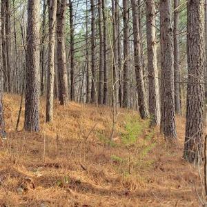 Loblolly Pine Plantation