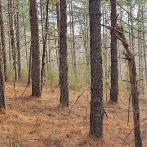 Photo #11 of 1671 Bowen, Pinnacle, NC 11.1 acres