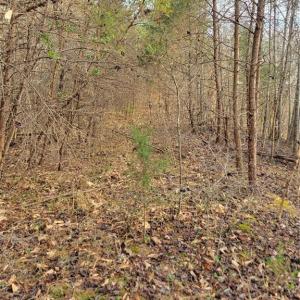 The Old Road Bed