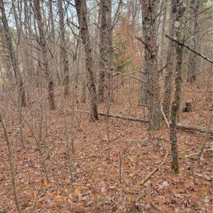Photo #5 of 1788 Bowen, Pinnacle, NC 4.2 acres