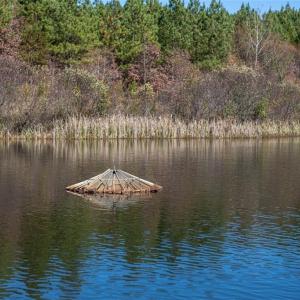 Photo #46 of Lady Mary, Stoneville, NC 374.0 acres