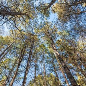 Photo #16 of Lady Mary, Stoneville, NC 374.0 acres