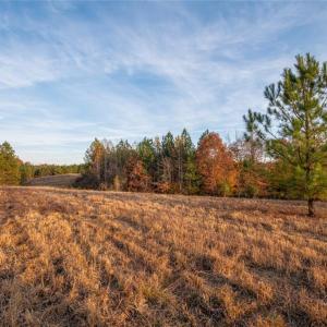 Photo #3 of Lady Mary, Stoneville, NC 374.0 acres