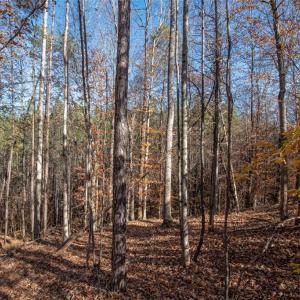 Photo #33 of Lady Mary, Stoneville, NC 374.0 acres