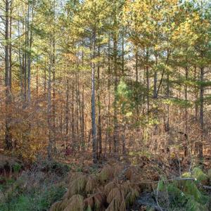 Photo #30 of Lady Mary, Stoneville, NC 374.0 acres