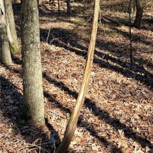 Photo #12 of 200 Harbor, Lexington, NC 4.1 acres