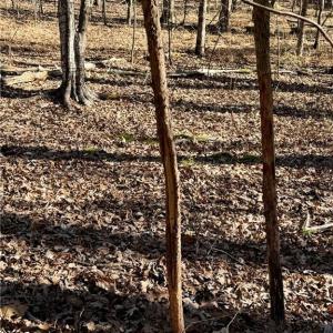 Photo #18 of 200 Harbor, Lexington, NC 4.1 acres