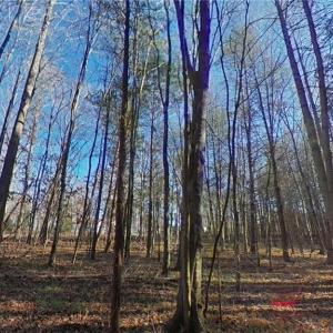 Photo #6 of Eden, Stoneville, NC 7.0 acres