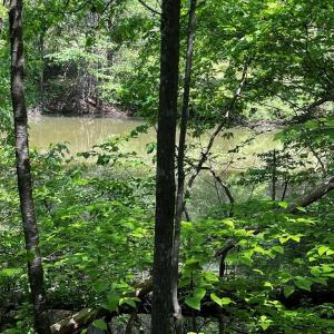 Photo #6 of Virgilina, Cana, VA 0.8 acres