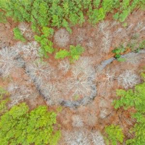 Photo #12 of Doug Stanley, Sandy Ridge, NC 33.4 acres