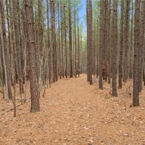 Photo #10 of Doug Stanley, Sandy Ridge, NC 33.4 acres