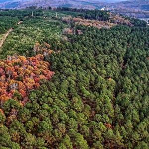 Photo #3 of Stokes Ferry, Richfield, NC 769.3 acres