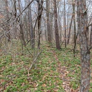 Photo #4 of 8011 Homestead Farm, Belews Creek, NC 2.8 acres