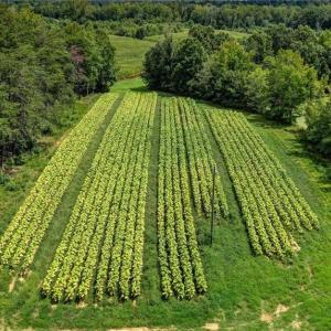 Photo #16 of Ol, Reidsville, NC 13.6 acres