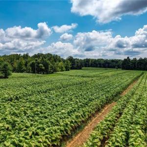 Photo #8 of Ol, Reidsville, NC 13.6 acres