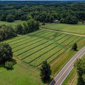 Photo #6 of Ol, Reidsville, NC 13.6 acres