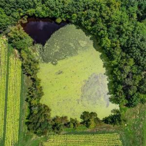 Photo #12 of Ol, Reidsville, NC 13.6 acres