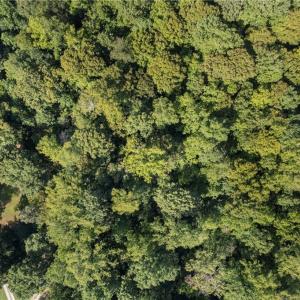 Photo #8 of 8126 Hilltop Farms, Lewisville, NC 5.7 acres