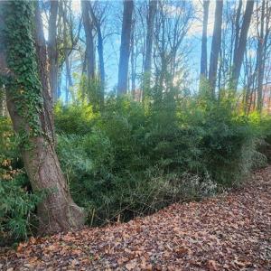 Photo #7 of Linda, Winston-Salem, NC 0.5 acres