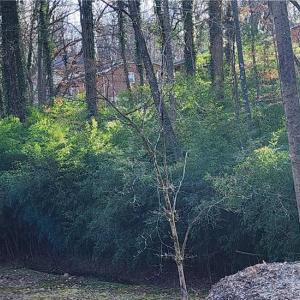 back of lot with creek