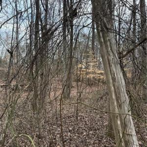 Photo #3 of 205 Burton Farm, Browns Summit, NC 1.7 acres