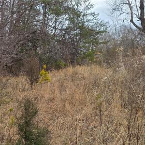 Photo #7 of NC Highway 89, Westfield, NC 15.7 acres