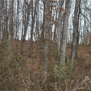 Photo #8 of NC Highway 89, Westfield, NC 15.7 acres