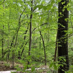 Photo #7 of Sheets, Germanton, NC 26.8 acres