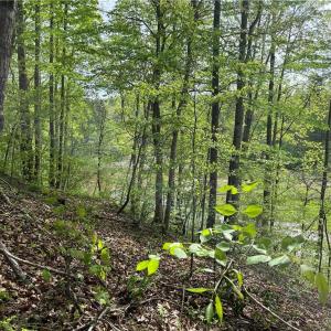 Photo #10 of Sheets, Germanton, NC 26.8 acres