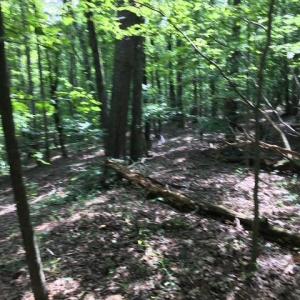 Photo #16 of Sheets, Germanton, NC 26.8 acres