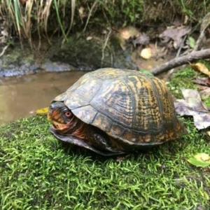 Photo #26 of Sheets, Germanton, NC 26.8 acres