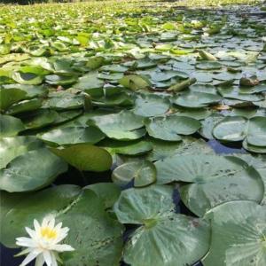 Photo #32 of Sheets, Germanton, NC 26.8 acres