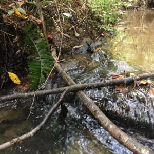 Photo #24 of Sheets, Germanton, NC 26.8 acres