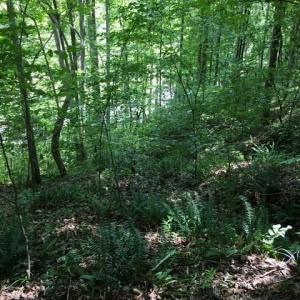 Photo #14 of Sheets, Germanton, NC 26.8 acres